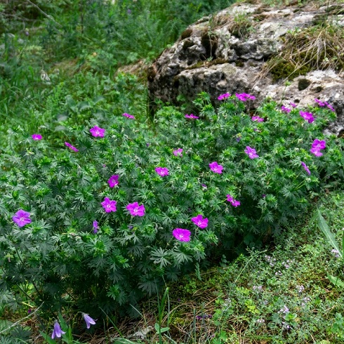 geranium_sanguineum_vision_violett