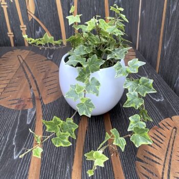 hedera_helix_kolibri_mint_1