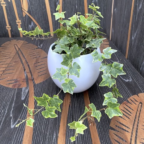 hedera_helix_kolibri_mint_1