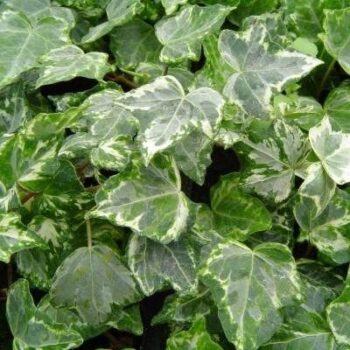 hedera_helix_kolibri_mint_2