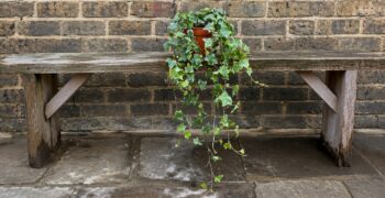 hedera_helix_kolibri_mint_3