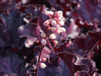 heuchera_forever_purple