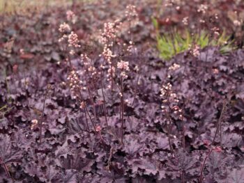 heuchera_forever_purple_3