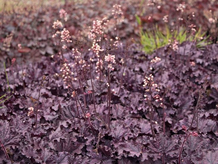 heuchera_forever_purple_3