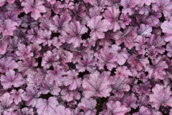 heuchera_forevrer_purple_2
