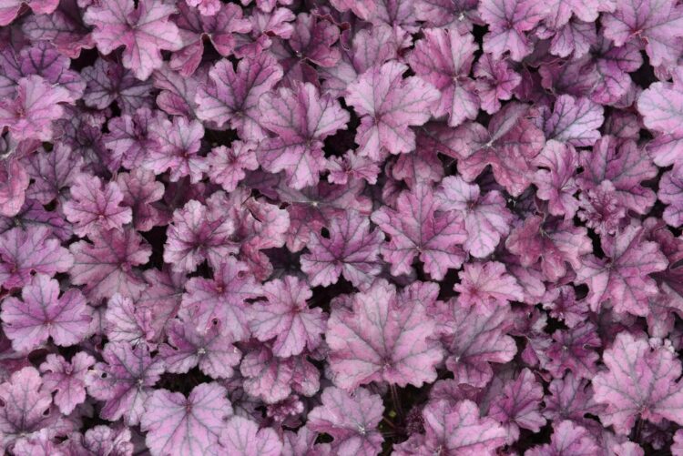 heuchera_forevrer_purple_2