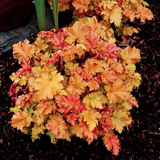 heuchera_marmalade_2