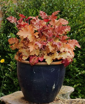 heuchera_marmalade_4