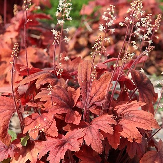 heuchera_marmalade