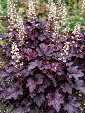 heuchera_midnight_rose_2