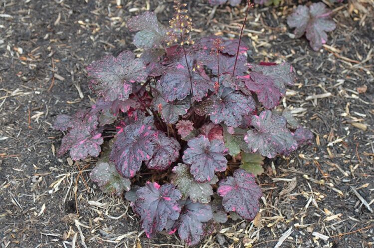 heuchera_midnight_rose_3