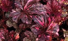 heuchera_midnight_rose