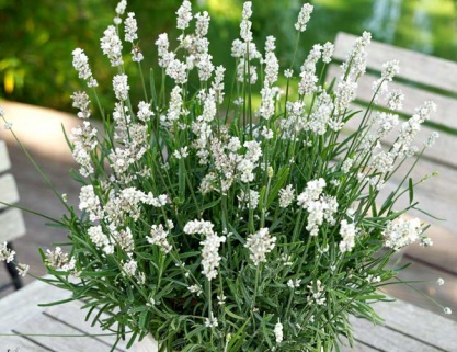 Lavandula_angustifolia_vienco_early_2