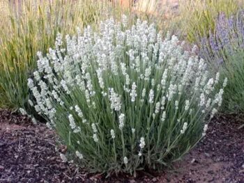 Lavandula_angustifolia_vienco_early_3
