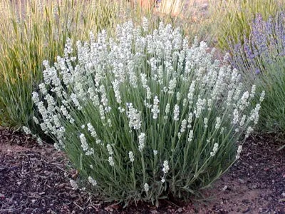 Lavandula_angustifolia_vienco_early_3
