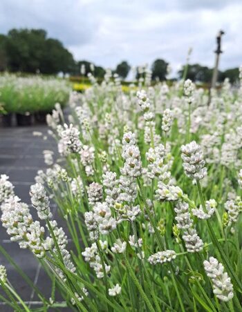 Lavandula_angustifolia_vienco_early