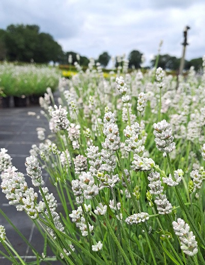 Lavandula_angustifolia_vienco_early