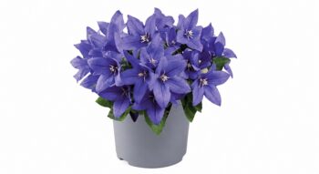 plantycodon_blue