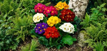 primula_elatior_sylvita_F1_mix_1