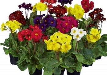 primula_elatior_sylvita_F1_mix