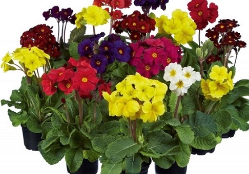 primula_elatior_sylvita_F1_mix