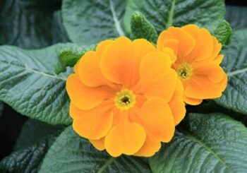 primula_vulgaris_arizona_F1_mix_1