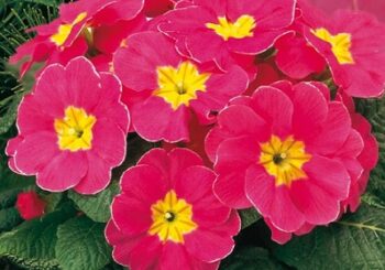 primula_vulgaris_arizona_F1_mix_2
