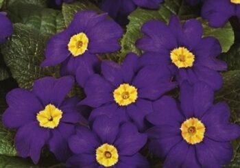 primula_vulgaris_arizona_F1_mix_4