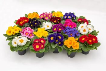 primula_vulgaris_dakota_F1_mix_1