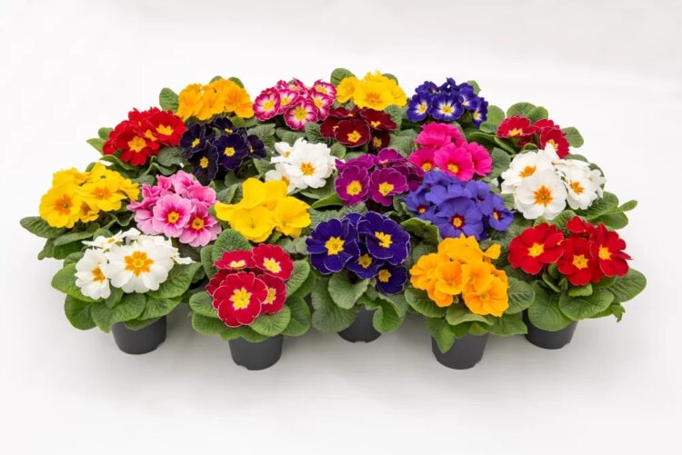 primula_vulgaris_dakota_F1_mix_1