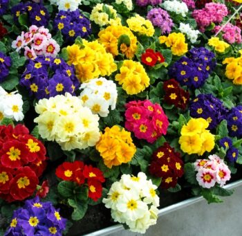 primula_vulgaris_dakota_F1_mix_2