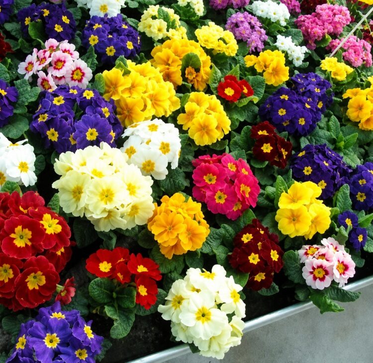 primula_vulgaris_dakota_F1_mix_2