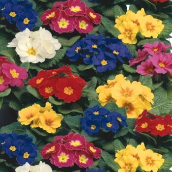 primula_vulgaris_dakota_F1_mix_3