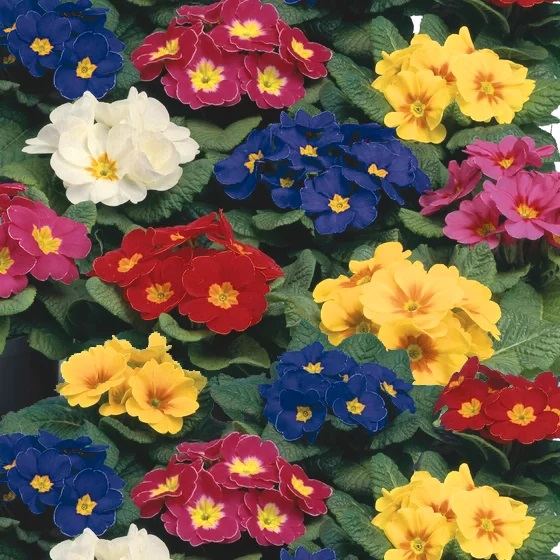 primula_vulgaris_dakota_F1_mix_3