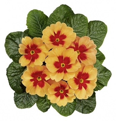 primula_vulgaris_jupiter_f1_select_mix_1
