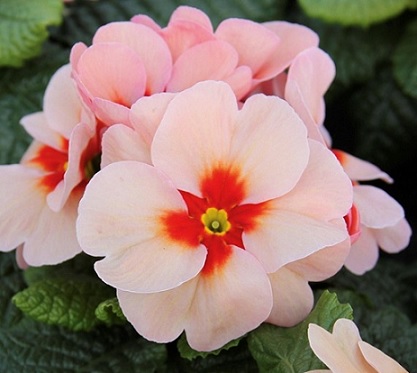 primula_vulgaris_jupiter_f1_select_mix_2