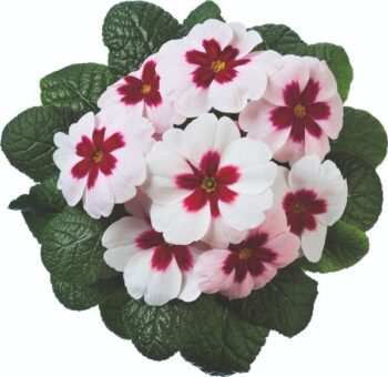 primula_vulgaris_jupiter_f1_select_mix_3