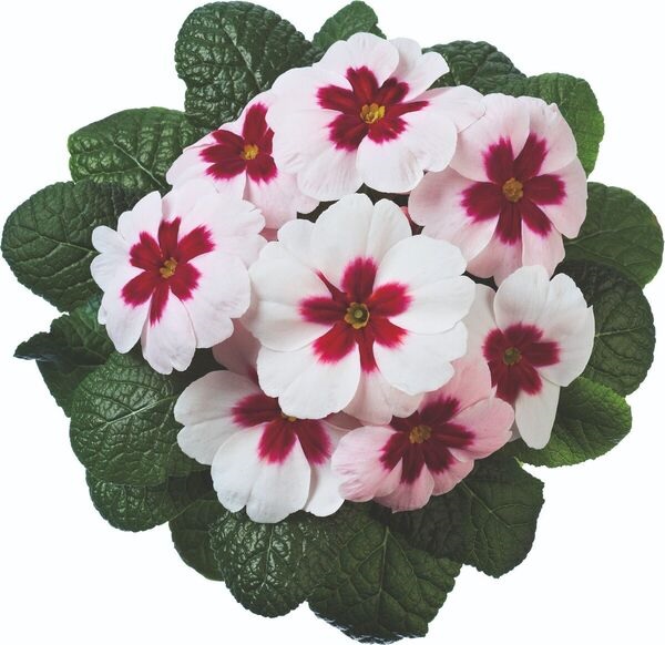 primula_vulgaris_jupiter_f1_select_mix_3