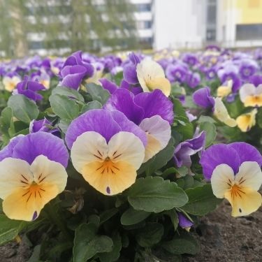 viola_cornuta_twix_F1_apricot_azure_wing_1