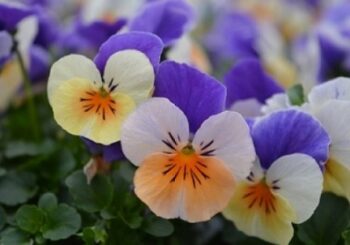 viola_cornuta_twix_F1_apricot_azure_wing_2