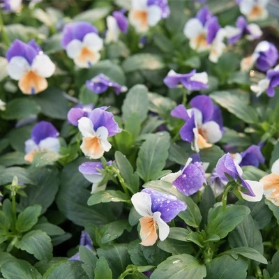 viola_cornuta_twix_F1_apricot_azure_wing
