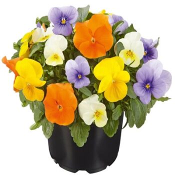 viola_cornuta_twix_F1_audrey_mix_2
