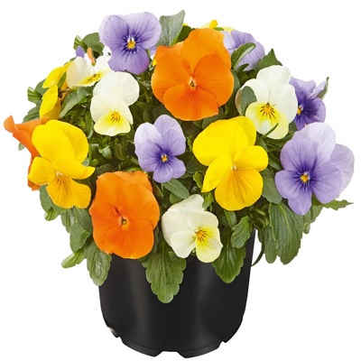 viola_cornuta_twix_F1_audrey_mix_2