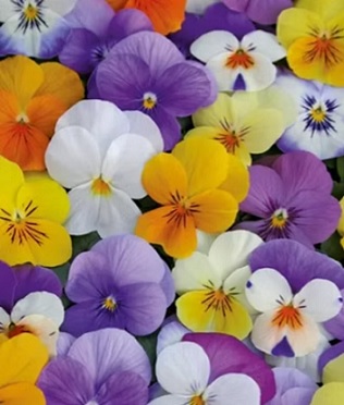 viola_cornuta_twix_F1_audrey_mix