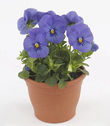viola_cornuta_twix_F1_blue_1