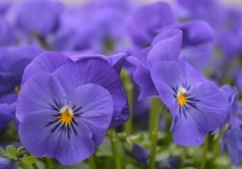 viola_cornuta_twix_F1_blue_3
