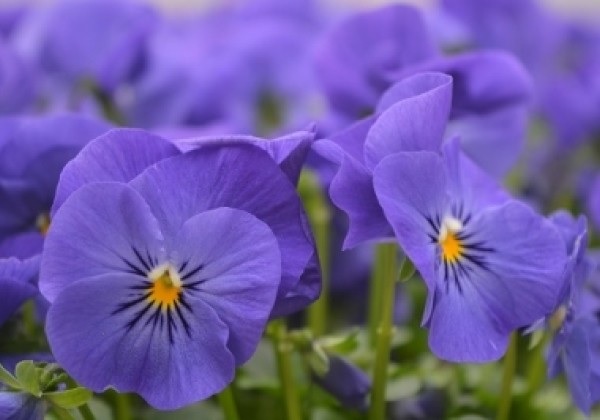 viola_cornuta_twix_F1_blue_3