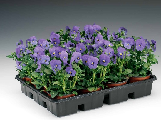 viola_cornuta_twix_F1_blue