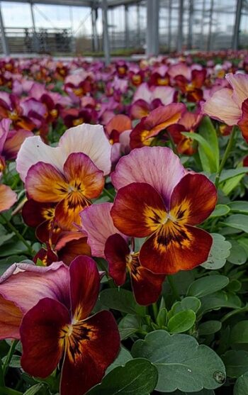 viola_cornuta_twix_F1_bronze_rose_1