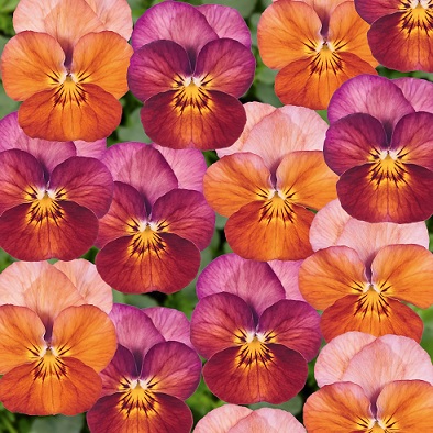 viola_cornuta_twix_F1_bronze_rose_2